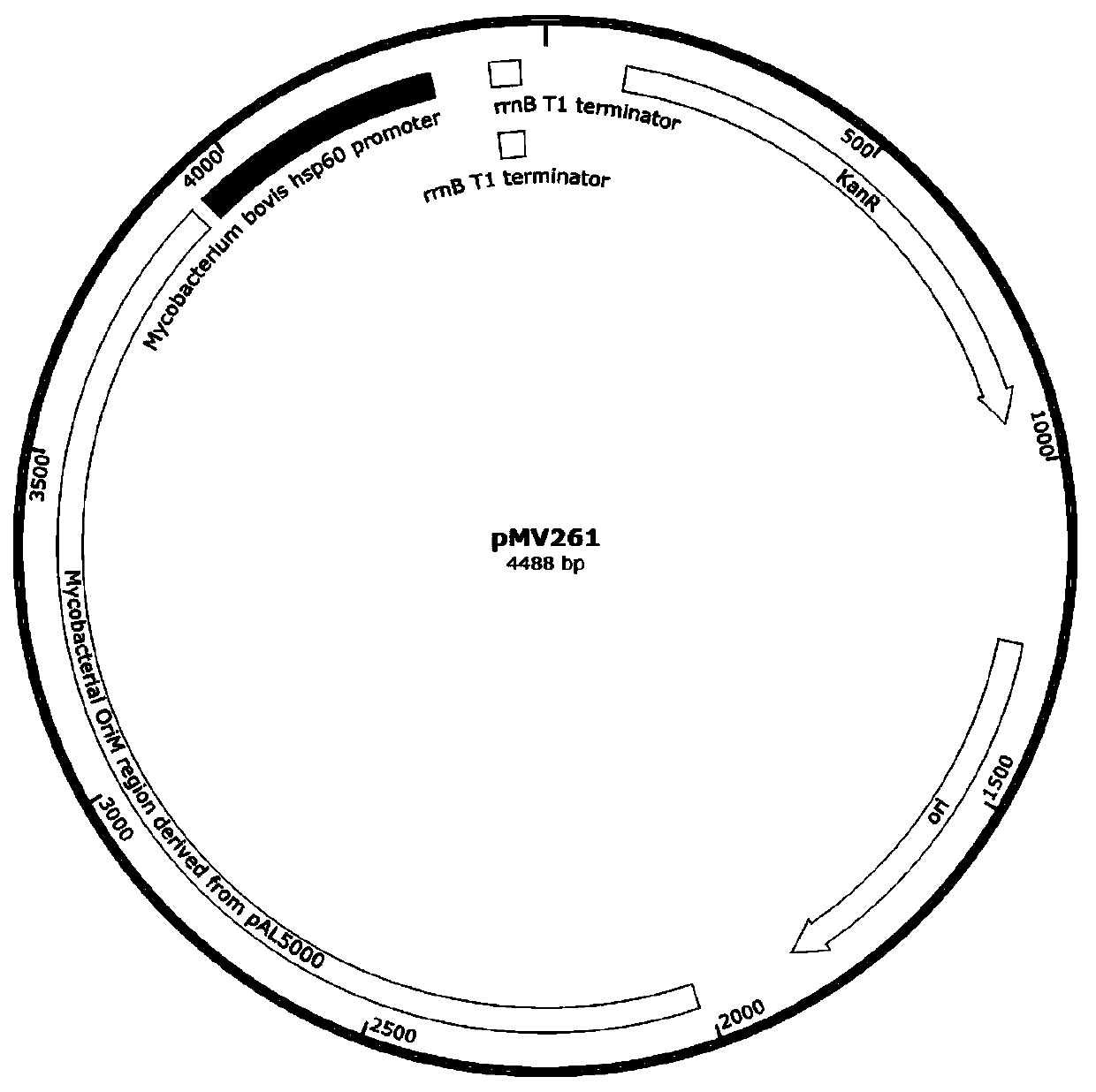 Construction method and application of mycobacteria genetic engineering bacteria