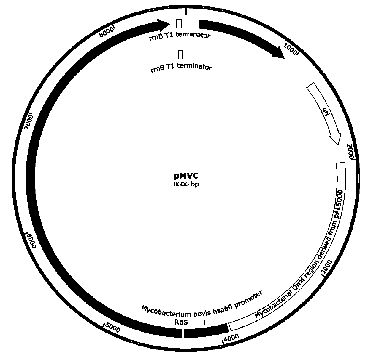 Construction method and application of mycobacteria genetic engineering bacteria