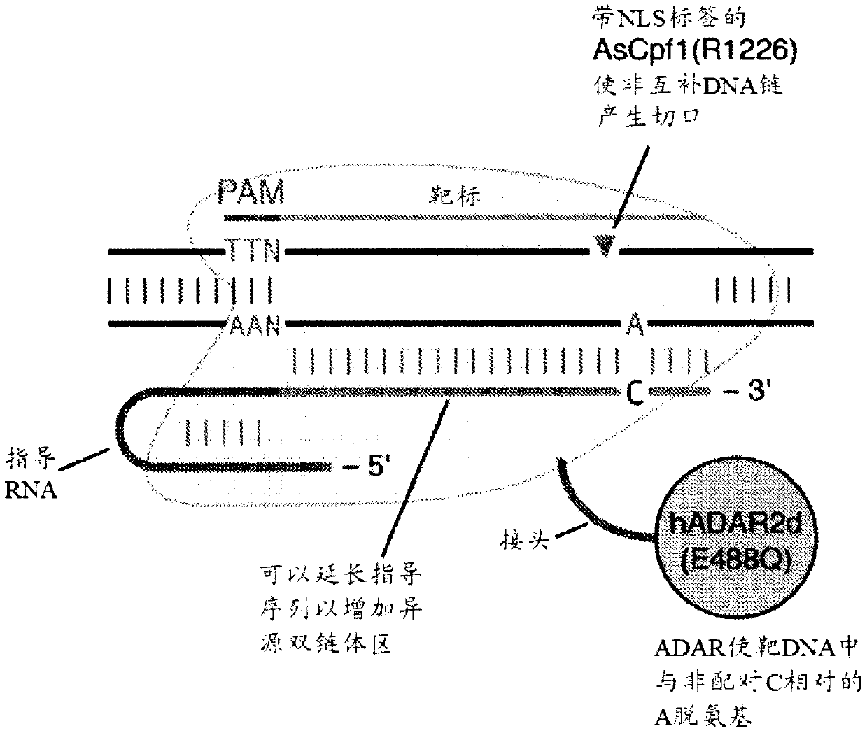 Systems, methods, and compositions for targeted nucleic acid editing