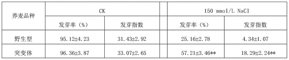 Mutation and screening method for salt-tolerant buckwheat mutants