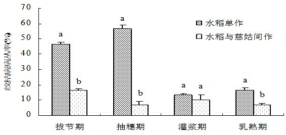 A method for controlling rice blast and sheath blight by intercropping arrowroot in rice fields