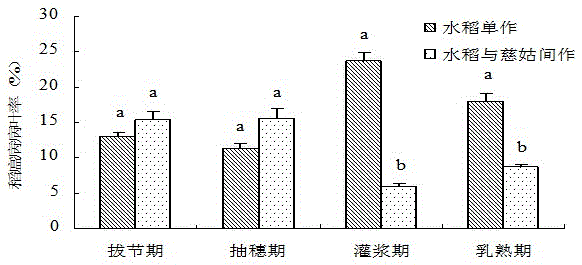 A method for controlling rice blast and sheath blight by intercropping arrowroot in rice fields