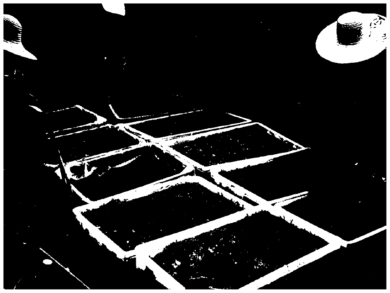 Method for transporting sugarcane tissue culture rooting seedlings