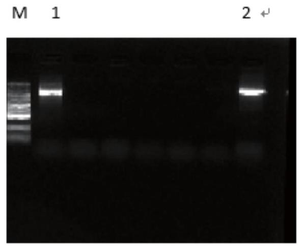 Yeast recombinant human I-type triple helix collagen and preparation method thereof