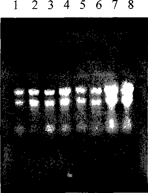 Method for extracting plant DNA and RNA at the same time