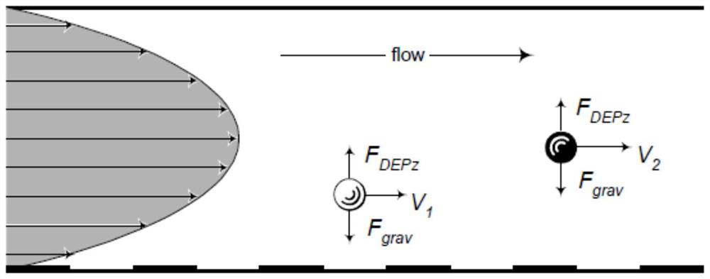 A method for separating and enriching platelets, a drug testing method for platelet-acting drugs, and a drug testing chip