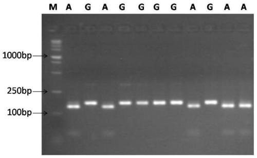 SNP locus related to wheat spikelet number per spike and application thereof