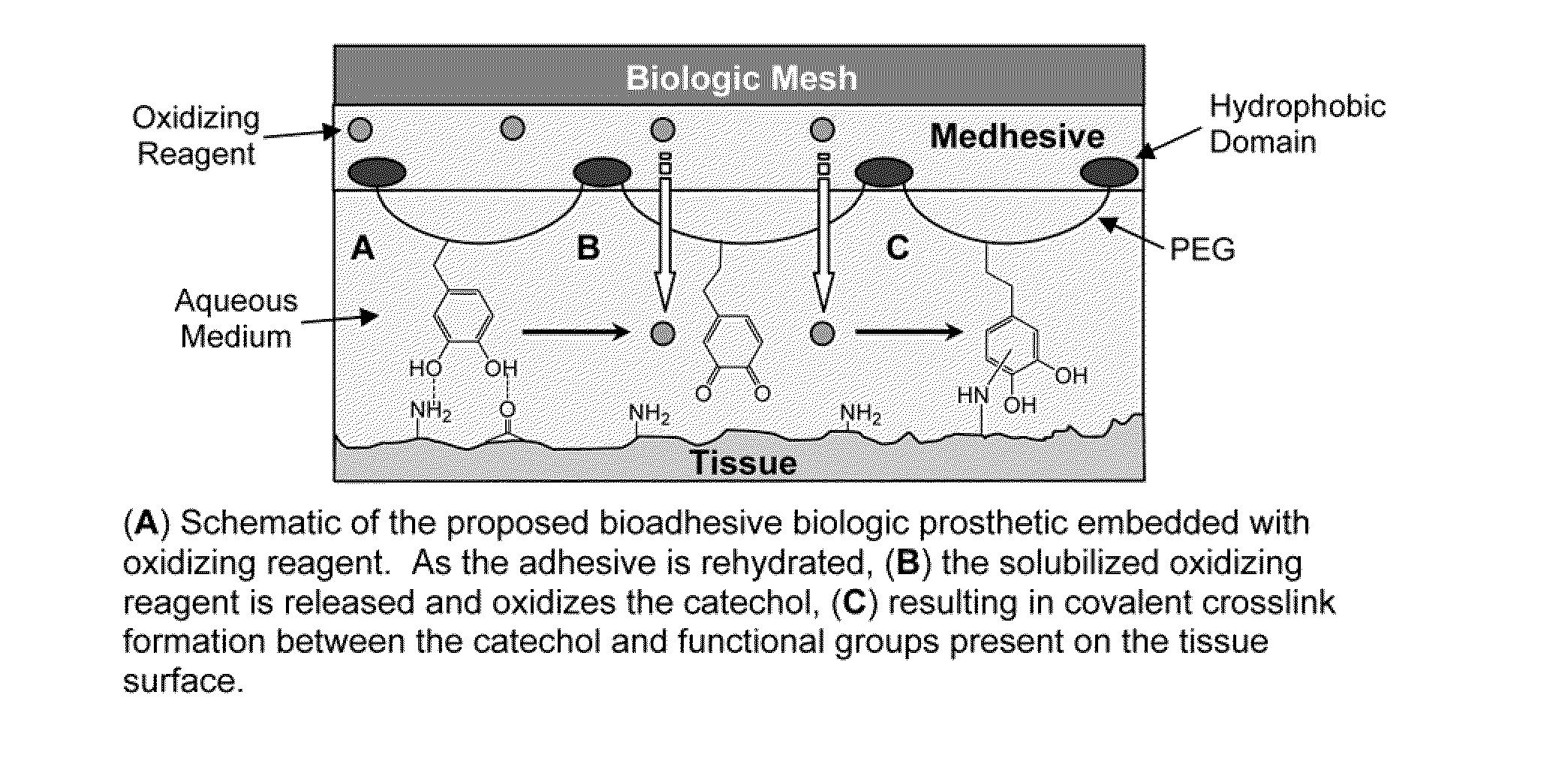 Bioadhesive constructs