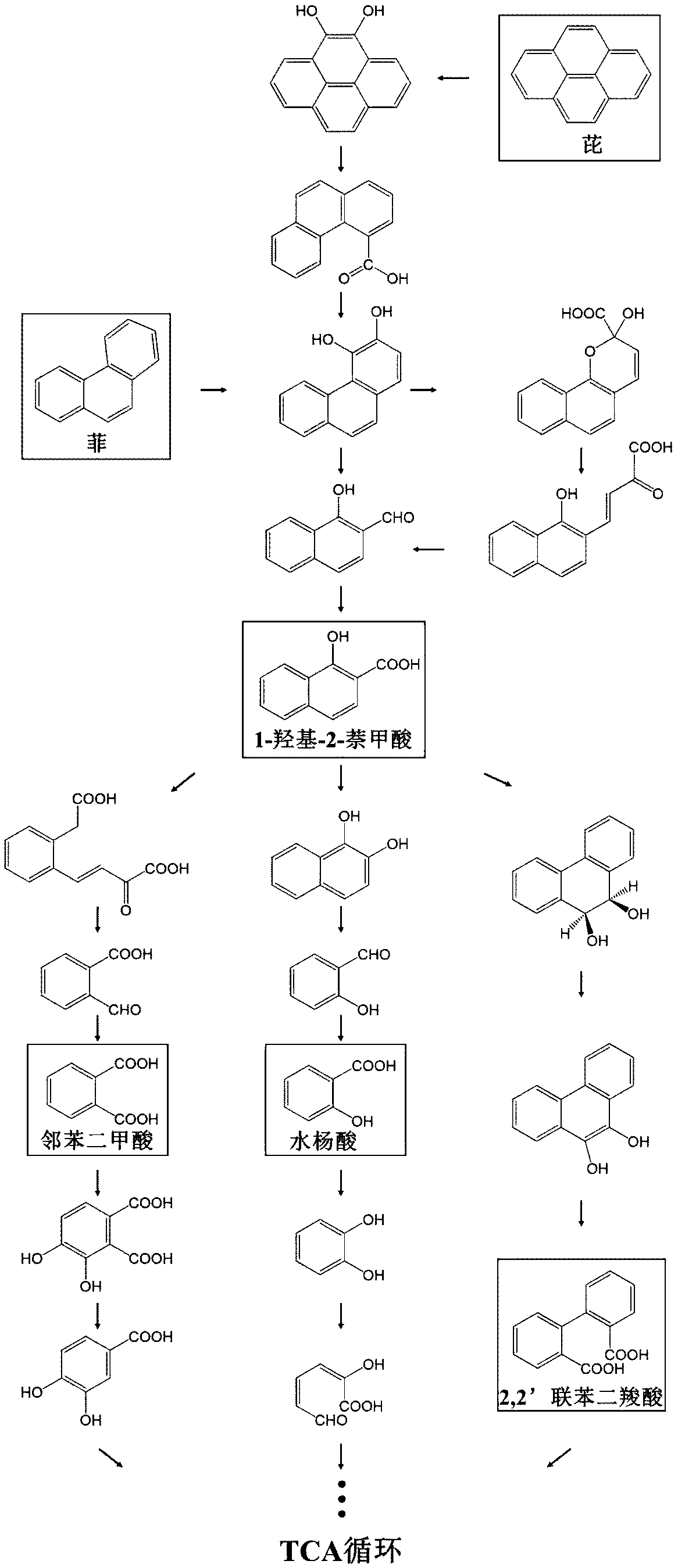 High-efficiency extraction of bacterial polycyclic aromatic hydrocarbon metabolites and identification of degradation pathways