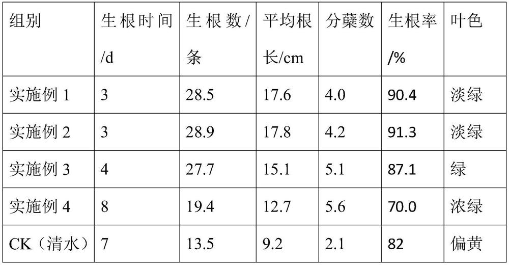 The method of cultivating seedlings of Sagittarius in water