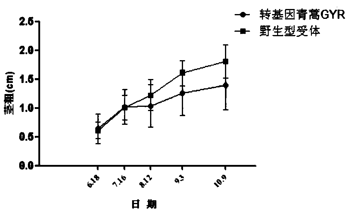 A method for environmental safety assessment of transgenic Artemisia annua