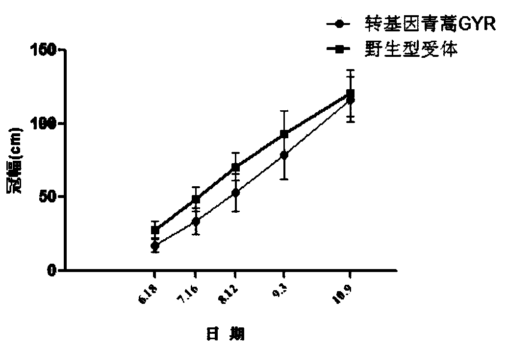 A method for environmental safety assessment of transgenic Artemisia annua