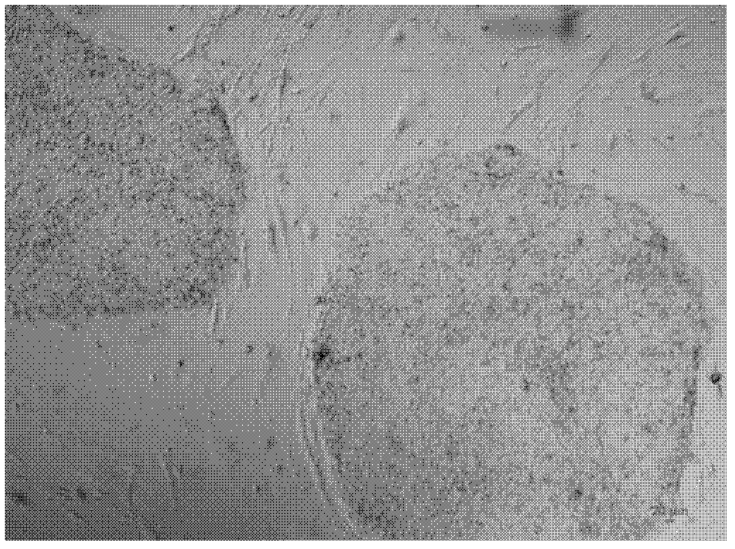 A method for preparing feeder layer cells