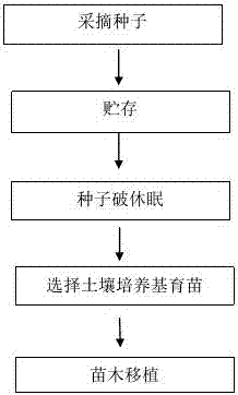 A kind of artificial propagation method of Tiantai hornbeam