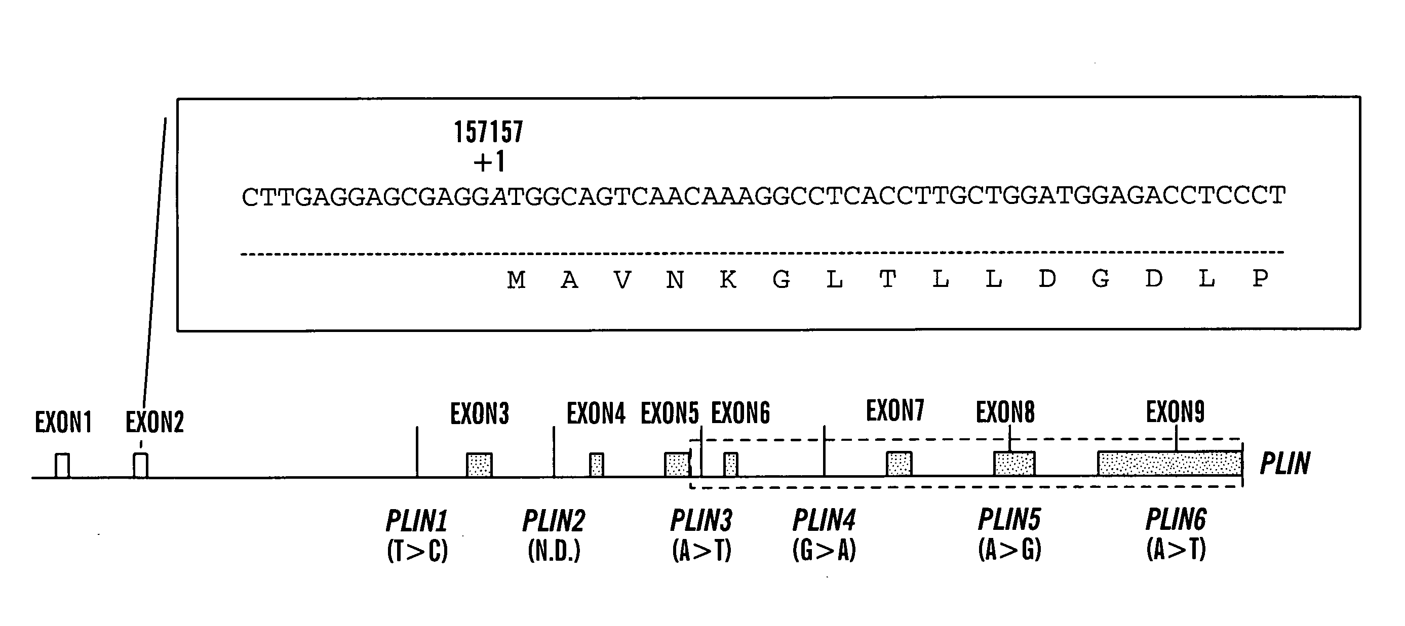 Genetic markers for obesity