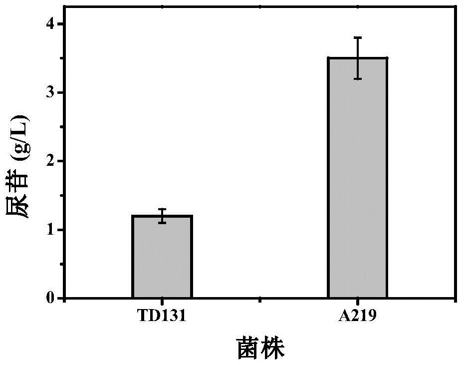 Pyrimidine nucleoside high-yielding strain and carbamyl phosphate synthetase adjusting site thereof