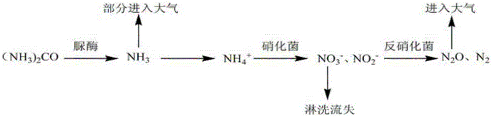 Synthesis method for urease inhibitor and application of urease inhibitor