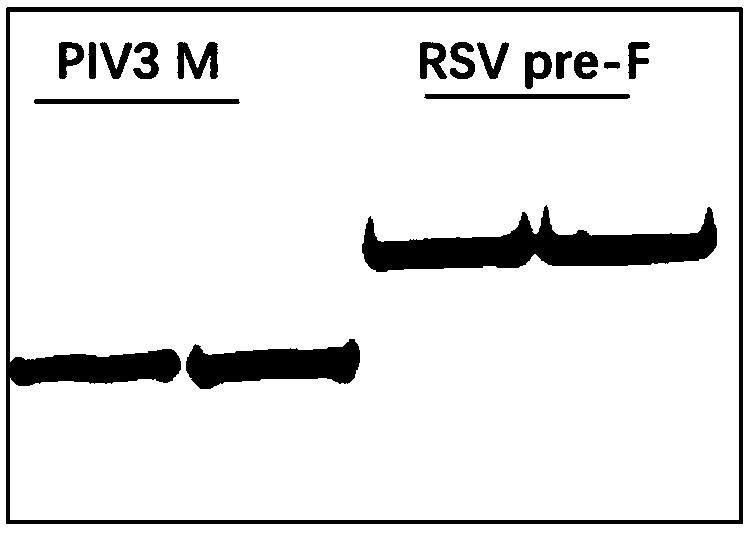 Recombinant vector capable of improving solubility of viral glycoprotein, preparation method and applications thereofthereof