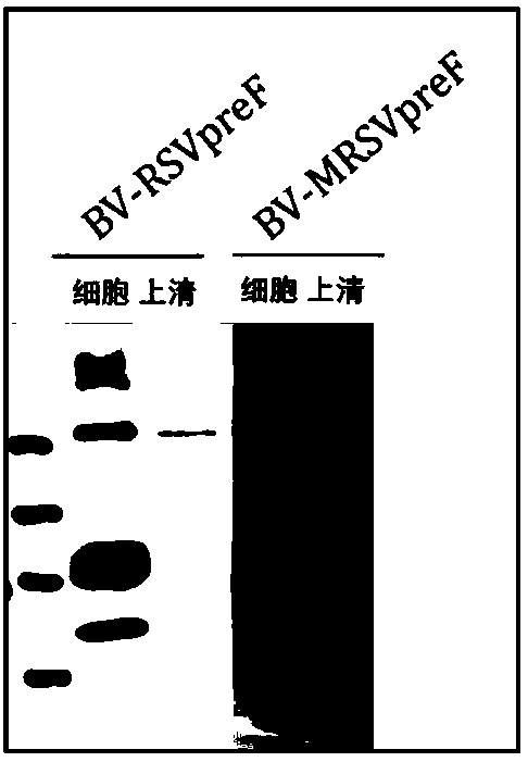 Recombinant vector capable of improving solubility of viral glycoprotein, preparation method and applications thereofthereof