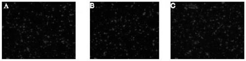 Chloroplast DNA extracting method of sonneratia plant