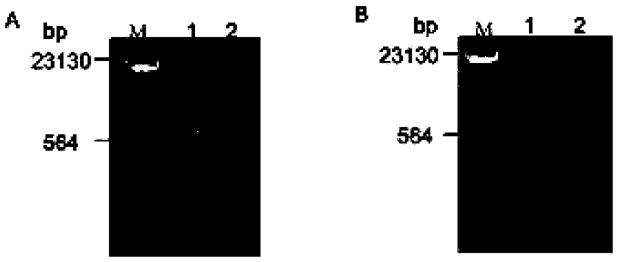 Chloroplast DNA extracting method of sonneratia plant