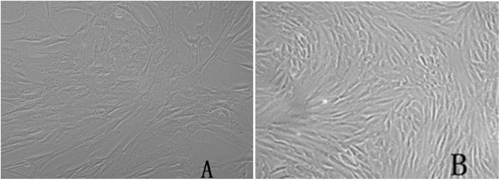 Isolated culture method of porcine fat stem cells