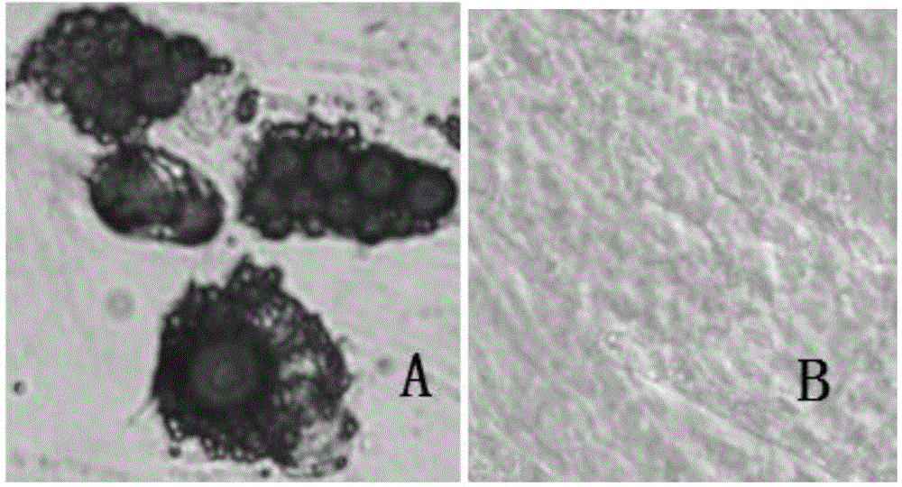 Isolated culture method of porcine fat stem cells