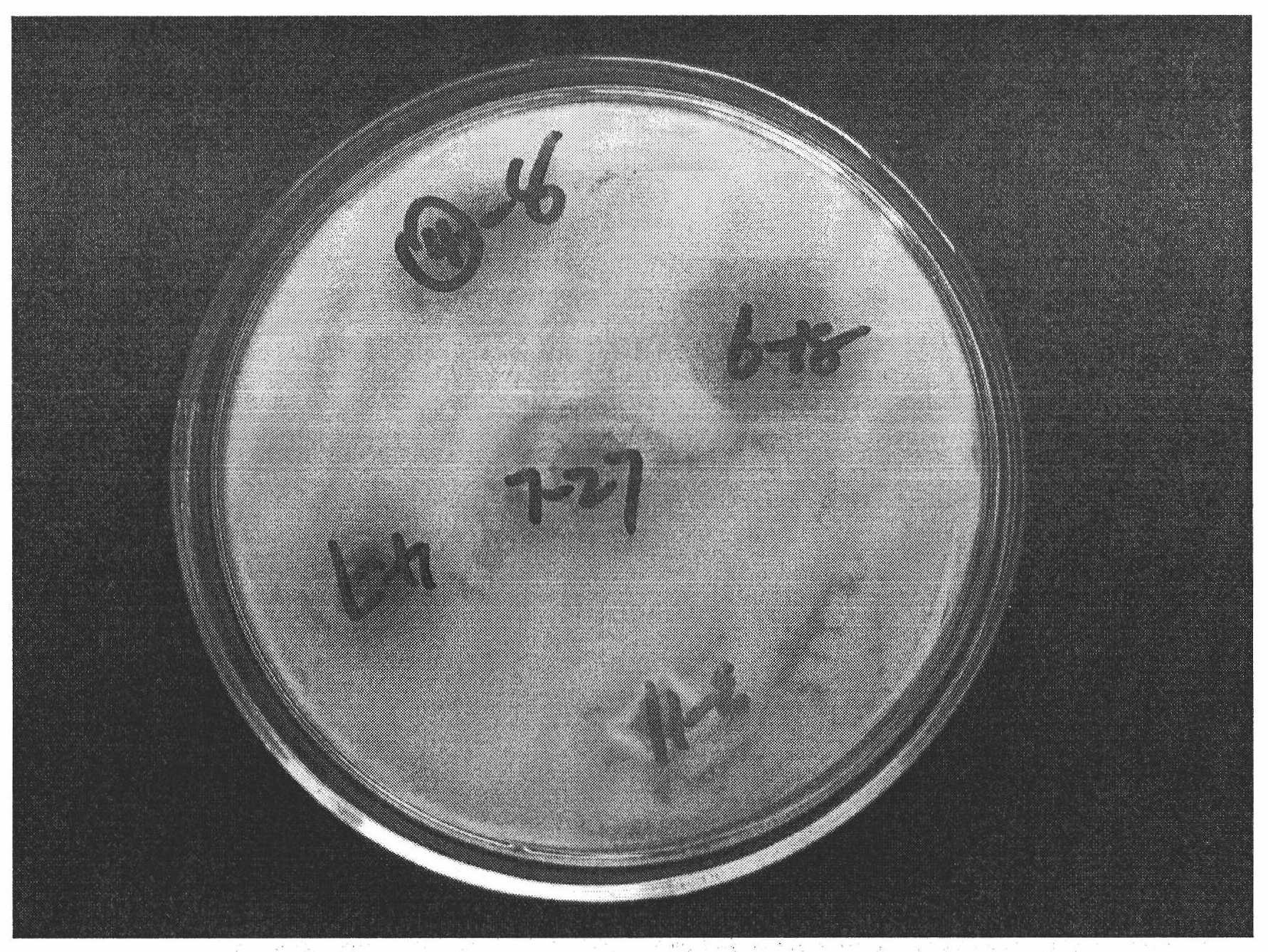 Fungal inoculant for controlling bacterial wilt of tomato and preparation method thereof