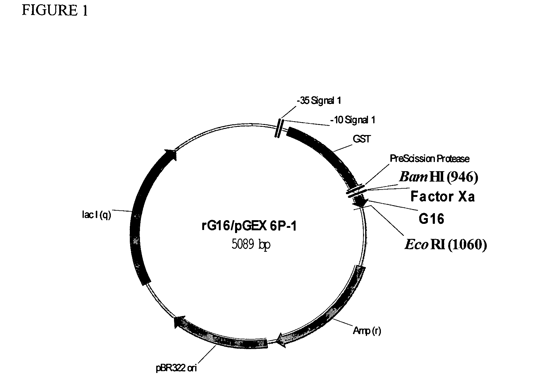 Peptides acting as both GLP-1 receptor agonists and glucagon receptor antagonists and their pharmacological methods of use