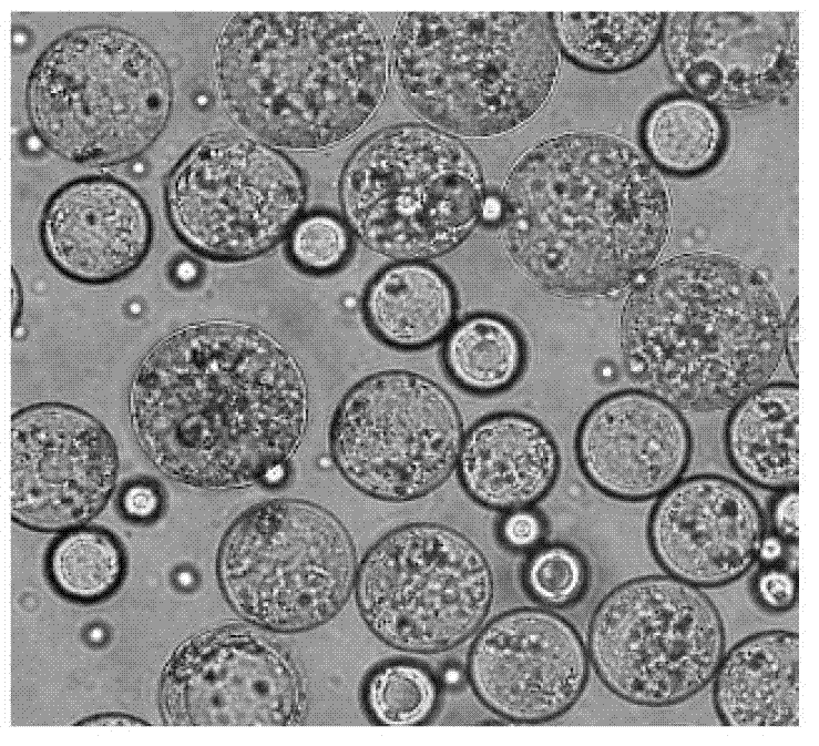 Vascular occlusive agent, application thereof and preparation method