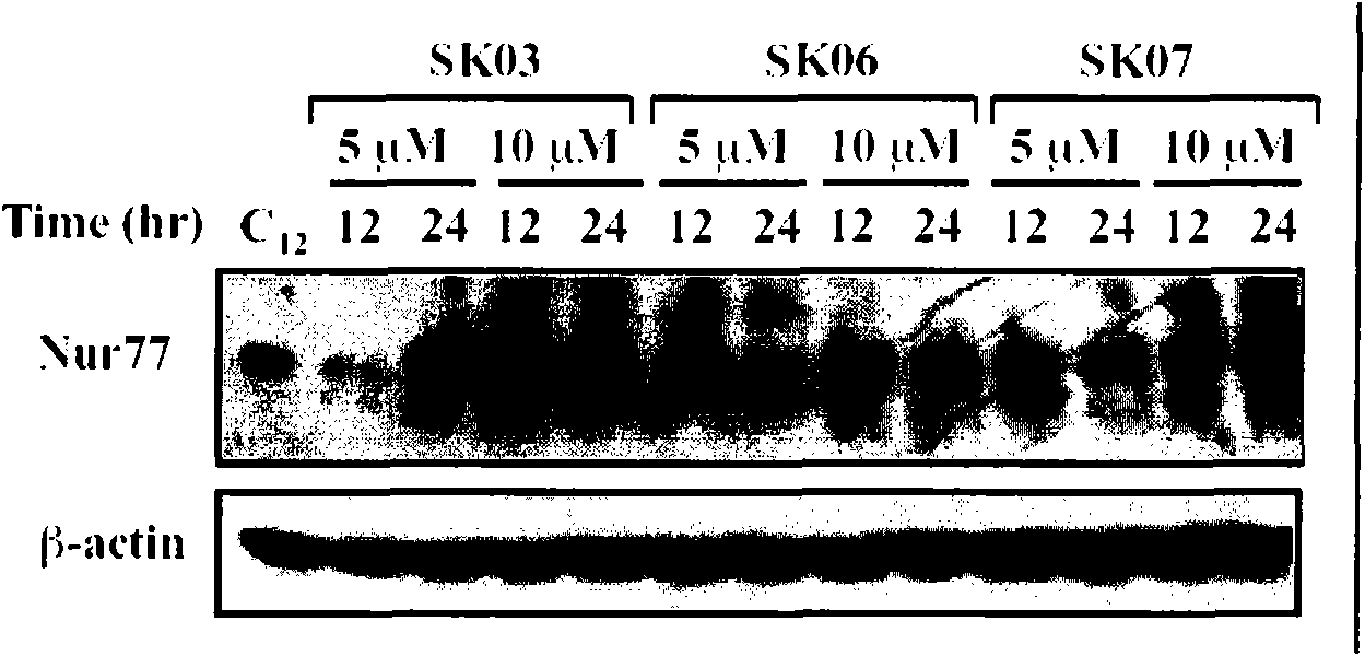 Application of alkannin derivant