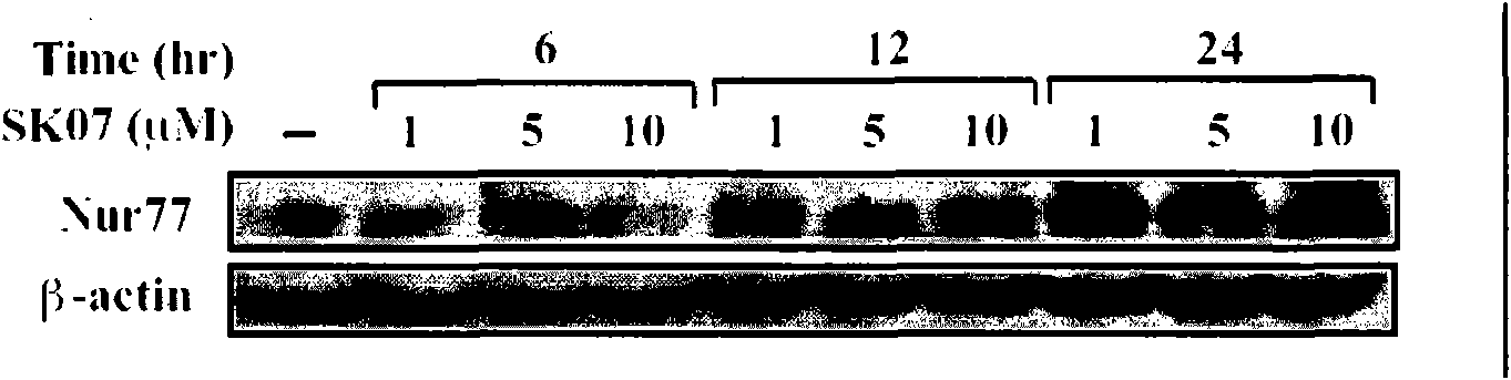 Application of alkannin derivant