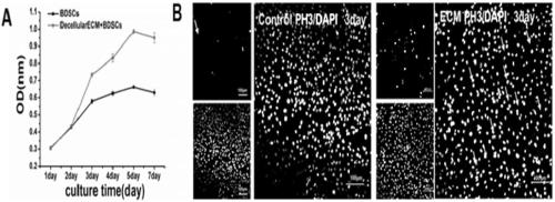 Method for improving efficiency of differentiating brown adipose-derived stem cells into cardiomyocytes