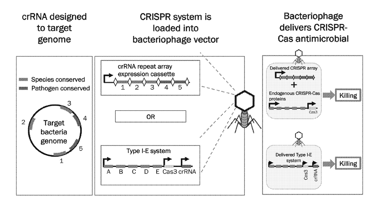 Methods and compositions for efficient delivery of nucleic acids and rna-based antimicrobials