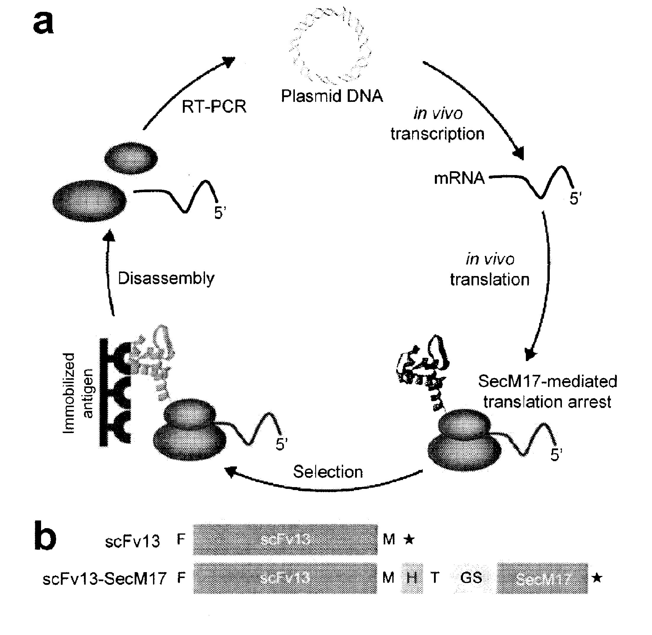 Protein discovery using intracellular ribosome display