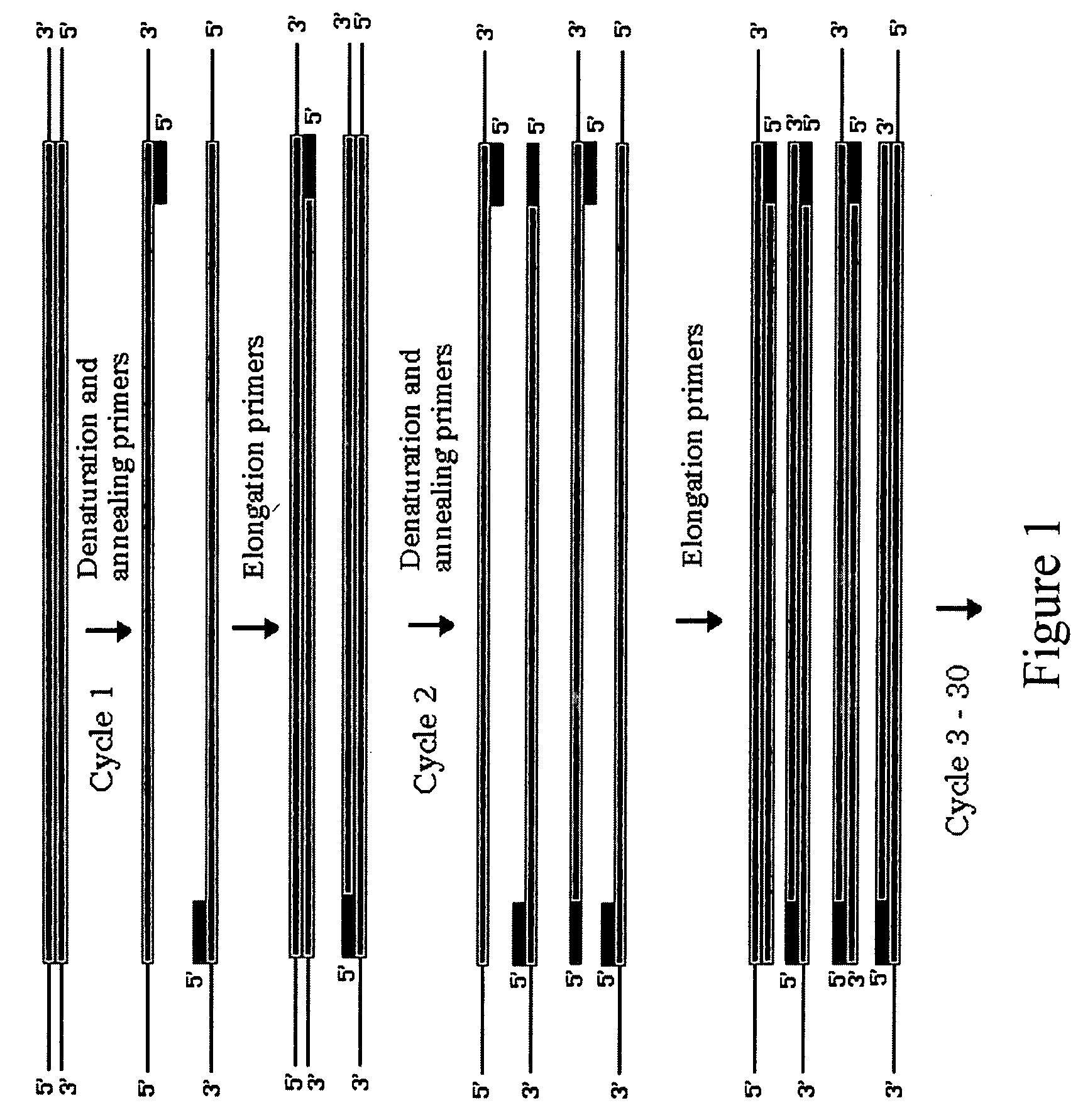 Method for assembling PCR fragments of DNA