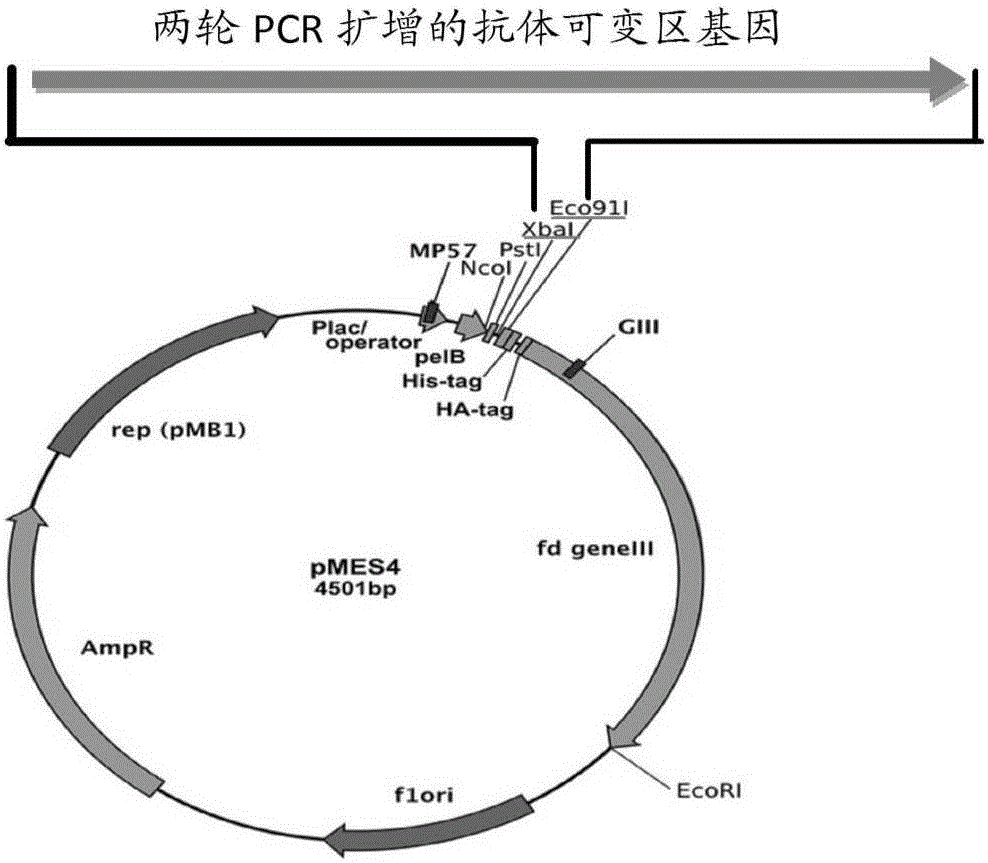 Nanobody resisting CEA (carcinoembryonic antigen) and application of nanobody