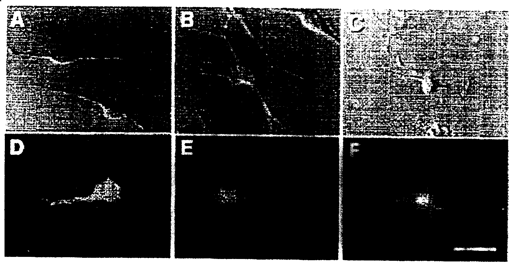 Method of inducing differentiation of mesodermal stem cells, ES cells or immortalized cells into nervous system cells