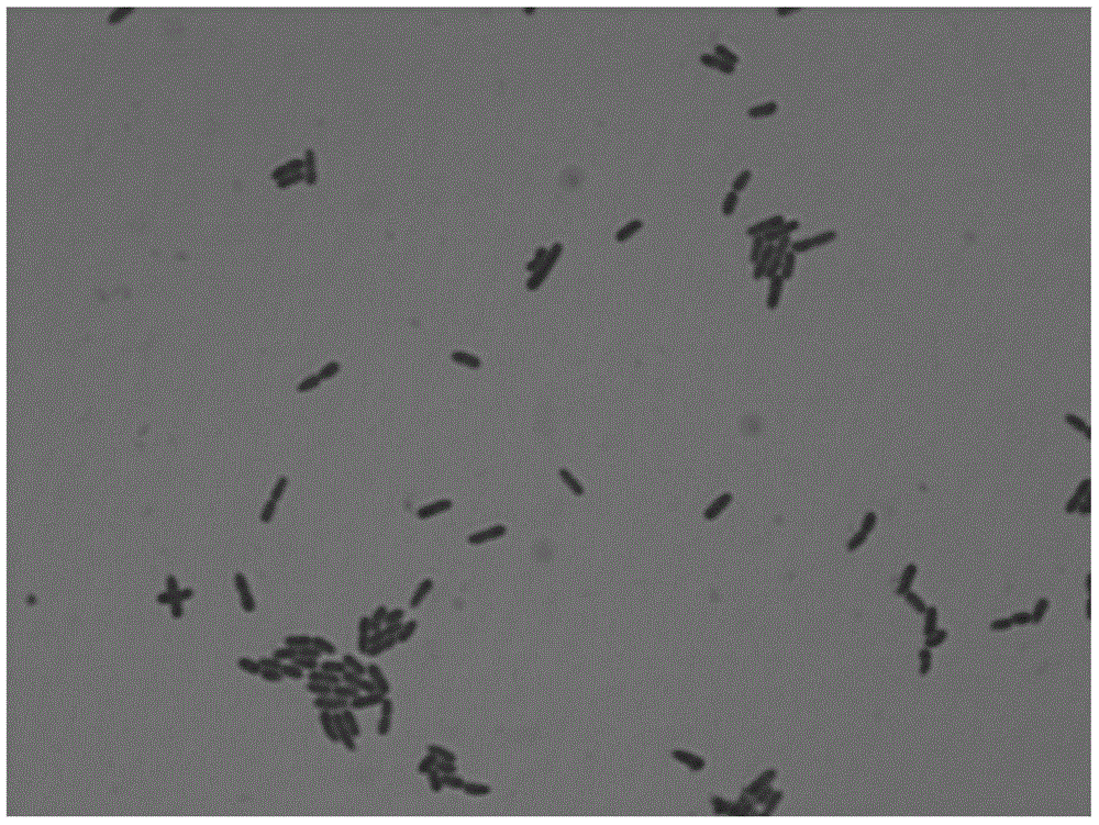 Manganese-oxidized pseudomonas T34, method for preparing biogenic manganese oxide and application of pseudomonas or biogenic manganese oxide in degrading ciprofloxacin