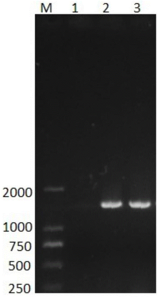 Manganese-oxidized pseudomonas T34, method for preparing biogenic manganese oxide and application of pseudomonas or biogenic manganese oxide in degrading ciprofloxacin