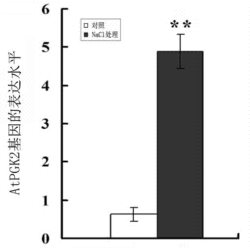 Salt stress-induced specific promoter of plant leaf and application thereof