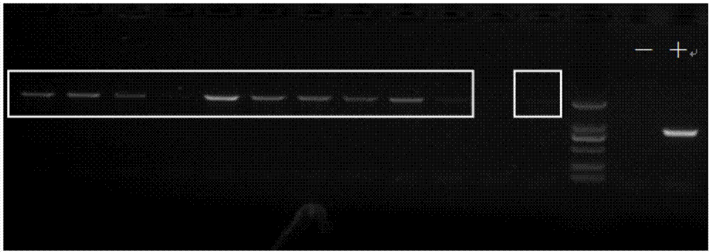 Swollen cell virus vSOCS/vTK double-gene knock-out strain as well as preparation method and application thereof