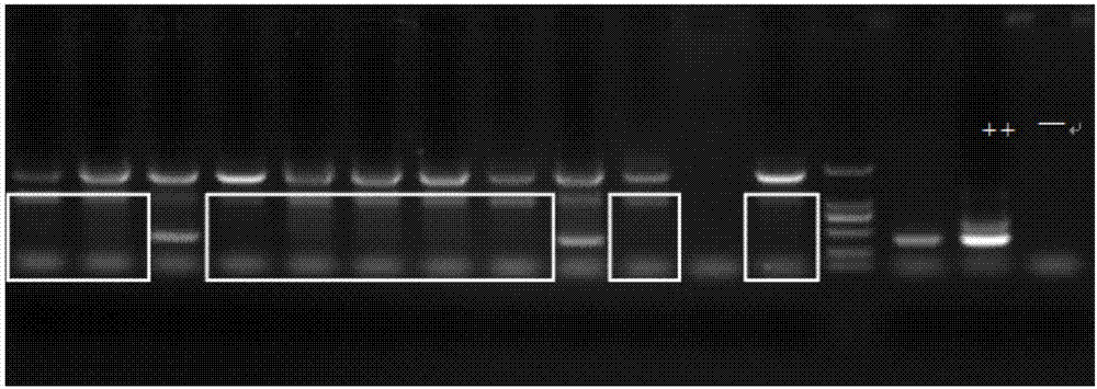 Swollen cell virus vSOCS/vTK double-gene knock-out strain as well as preparation method and application thereof