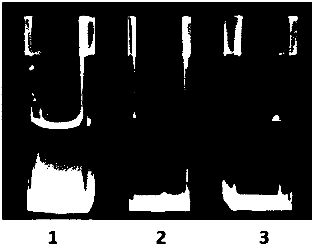 Drug carrier, drug preparation and preparation method