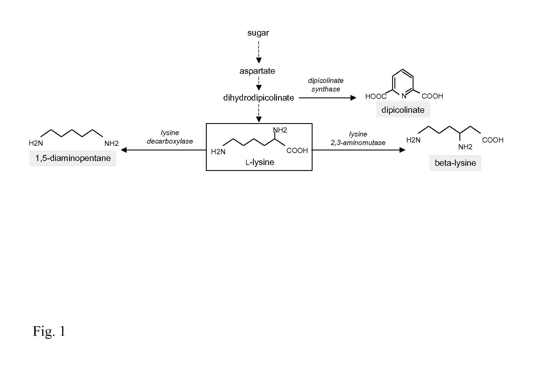 Production Process for Fine Chemicals Using Microorganisms with Reduced Isocitrate Dehydrogenase Activity