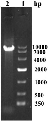 Pullulanase mutant and application thereof