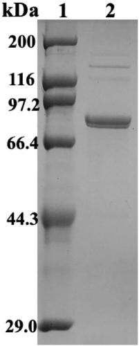 Pullulanase mutant and application thereof