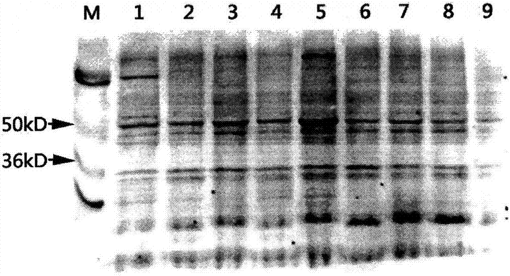 Regeneration solution for Western blot membrane