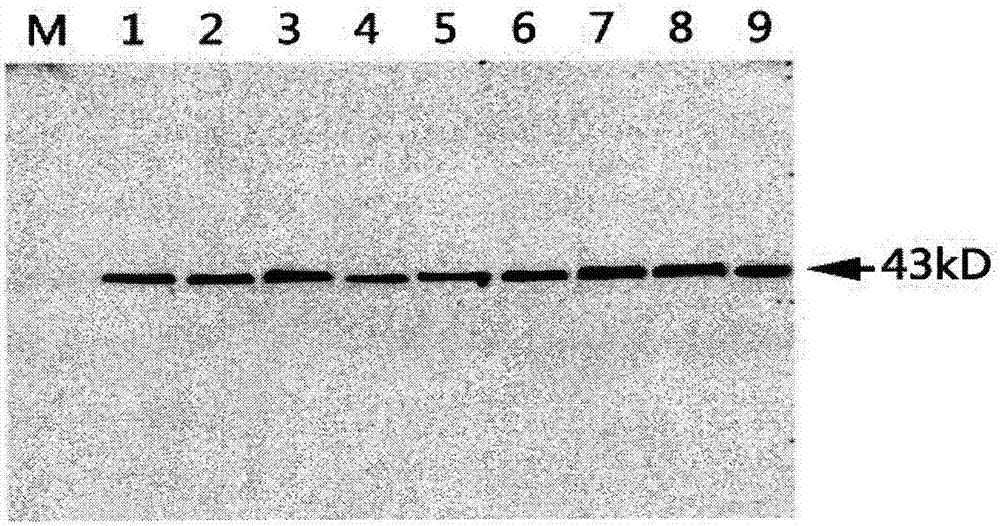 Regeneration solution for Western blot membrane