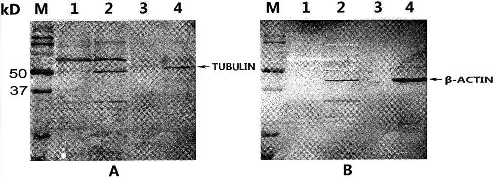 Regeneration solution for Western blot membrane